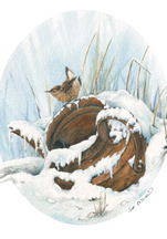 Winter Wren